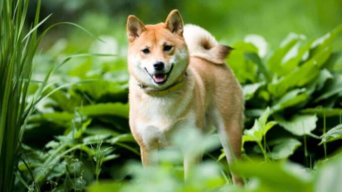 Leading Spanish Cryptocurrency Exchange Adds Shiba Inu (SHIB)